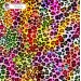 Colorful Cheetah (3 in 1) exclusive seamless pattern - Phoenix
