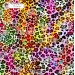 Colorful Cheetah (3 in 1) exclusive seamless pattern - Phoenix