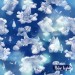 Dreams - Polar lights